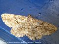   La Boarmie Rhomboidale - Peribatodes rhomboidaria _ geometridae (636)