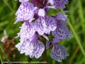   La Dactylorhize Maculée - Dactylorhiza maculata 