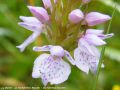   La Dactylorhize Maculée - Dactylorhiza maculata __