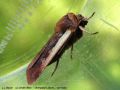   Le Cordon Blanc - Ochropleura plecta _ noctuidae 1464