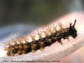  Chenille de La Carte Géographique - Araschnia levana _ nymphalinae