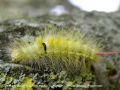  Chenille de La Patte Etendue , La Pudibonde - Calliteara pudibunda _ lymantriidae (776) a