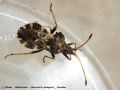  Heteroptera _  Coreidae - Centrocoris variegatus 