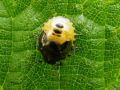  Heteroptera _ Pentatomidae - Eysarcoris venustissimus
