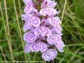  La Dactylorhize Maculée - Dactylorhiza maculata .