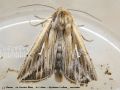  Le Crochet Blanc , le L blanc - Mythimna l-album _ noctuidae(1437)