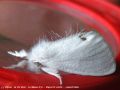  Le Cul doré , La Queue d‘or - Euproctis similis _ Lymantriidae (778)