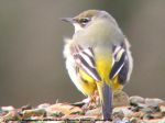Bergeronnette des Ruisseaux - Motacilla cinerea _ internuptiale