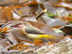 Bergeronnette des Ruisseaux - Motacilla cinerea