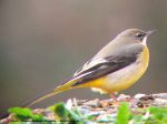 Bergeronnette des Ruisseaux , Grey wagtail - Motacilla cinerea