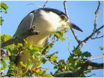 Bihoreau Gris - Nycticorax nycticorax _ adulte