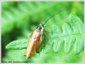 Blattellidae - Ectobius sylvestris