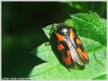 Cercope Sanguinolent - Cercopis vulnerata