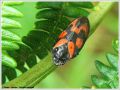 Cercope Rouge Sang - Cercopis vulnerata