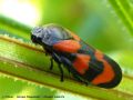 Cercope sanguinolent - Cercopis vulnerata