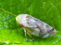 Cercope(homoptera) - Aphrophora alni