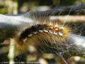 Chenille de Cul-Brun - Euproctis chrysorrrhoea