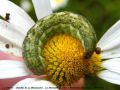 Chenille de La Brassicaire , La Noctuelle du Chou - Mamestra brassicae _ Noctuidae