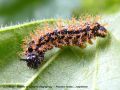 Chenille de La Carte Géographique - Araschnia levana _ nymphalinae