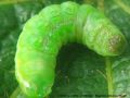 Chenille de La Craintive - Phlogophora meticulosa _ Noctuidae