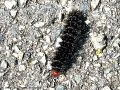 Chenille de la Mélitée du Plantain _ (tête rouge)