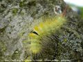 Chenille de La Patte Etendue , La Pudibonde - Calliteara pudibunda _ lymantriidae (776) (2)