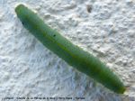 Chenille de La Piéride de la Rave - Pieris rapae _ Pieridae