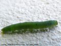 Chenille de La Piéride de la Rave - Pieris rapae _ Pieridae _ (novembre)