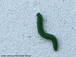 Chenille de la Piéride du Navet