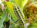 Chenille de la Zygène de la Filipendule - Zygaena filipendulae