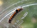 Chenille du Cul Doré - Euproctis similis __ lymantriidae (778)