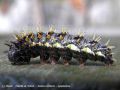 Chenille du Vulcain - Vanessa atalanta _ nymphalinae