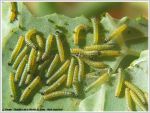 Chenilles de la Piéride du Chou - Pieris brassicae