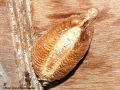 Cocon de Mante Religieuse ( Oothèque )