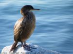 Cormoran Huppé - Phalacrocorax aristotelis
