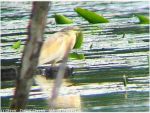 Crabier Chevelu - Ardeola ralloides _ nuptial
