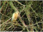 Crabier Chevelu , Squacco heron - Ardeola ralloides _ nuptial