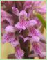 La Dactylorhise incarnate - Dactylorhiza incarnata