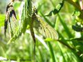  Ephemeroptera _ Ephemeridae - Ephemera danica