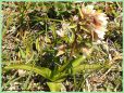 Epipactis des Marais - Epipactis palustris _ (pied)
