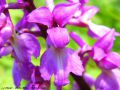 Fleur d‘Orchis Mâle