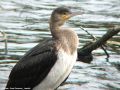 Grand Cormoran - Cormorant - Phalacrocorax carbo _ juvénile