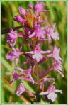 Gymnadenia à Long Eperon - Gymnadenia conopcea