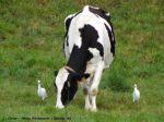 Hérons Gardeboeufs - Bubulcus ibis _ (les biens nommés)