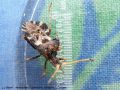 Heteroptera - Centrocoris variegatus _ Coreidae