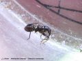 Heteroptera _ (Nabidae) - Himacerus mirmicoides