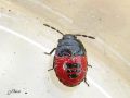 Heteroptera - Pentatomidae - Zicrona caerulea
