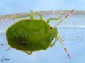 Heteroptera - Pentatomidae _ Palomena prasina