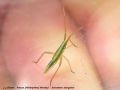 Heteroptera (Miridae) - Stenodema laevigatum