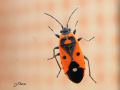 Heteroptera _ Lygaeidae - Melanocoryphus albomaculatus _